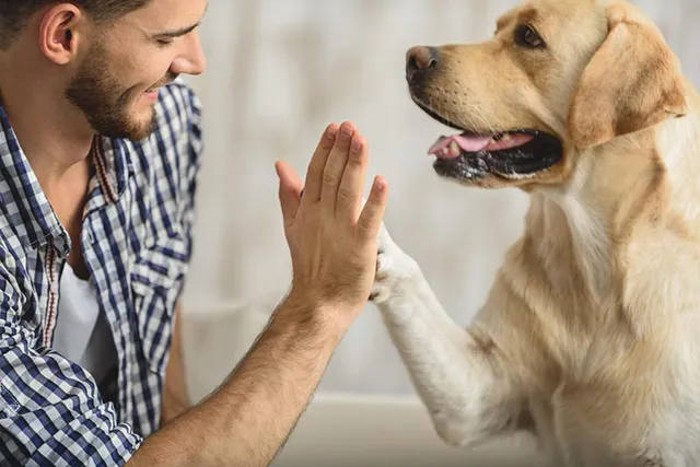 How to Build Confidence in a Dog: 6 Vet Reviewed Tips