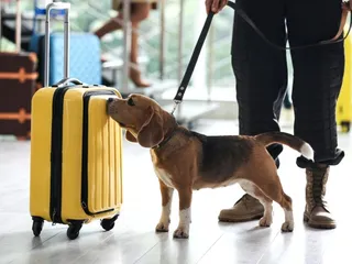 How to Become a Detection Dog Handler: 7 Expert Tips