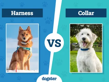 Dog Harness vs Collar: Which Is Better? (Pros & Cons)