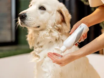 Does Dog Shampoo Expire? Vet-Verified Types, Storage Tips & FAQ