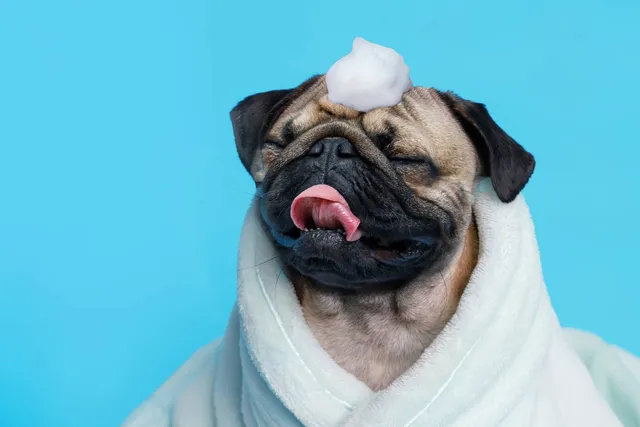 How Often Should You Bathe Your Pug? Vet-Approved Grooming Tips & Care Advice