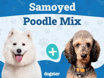 Sammypoo (Samoyed Poodle Mix): Info, Pictures, Care & Traits