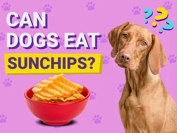 Can Dogs Eat Sunchips? Vet-Verified Nutrition Facts & Alternatives