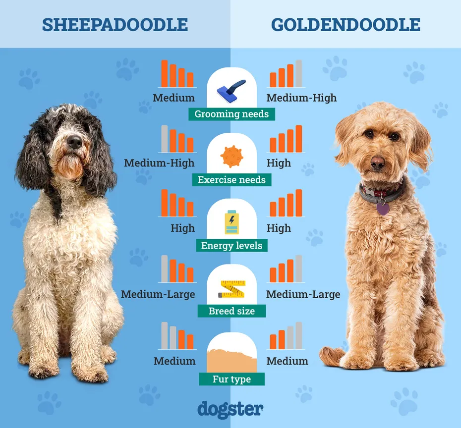 Dogster_Side by Side Comparison_Sheepadoodle vs Goldendoodle