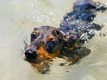 Can Dachshunds Swim? Vet-Verified Facts & Info