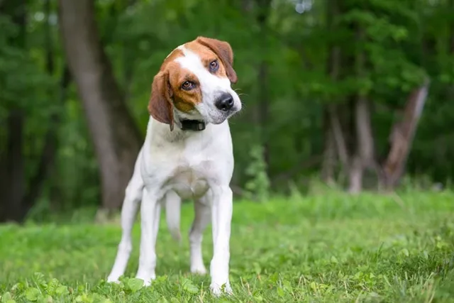 How to Train a Deaf Dog: 9 Vet-Approved Tips for Success
