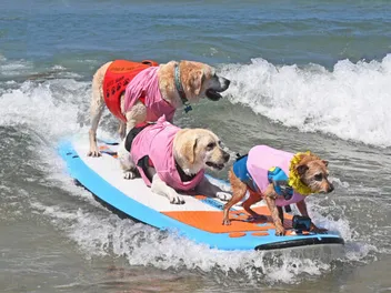 Surf’s Up for the 20th Annual Surf Dog Surf-a-Thon