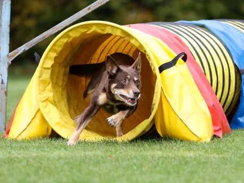 Dog Exercise Equipment: 10 Pieces of Gear You Need for Your Dog Gym