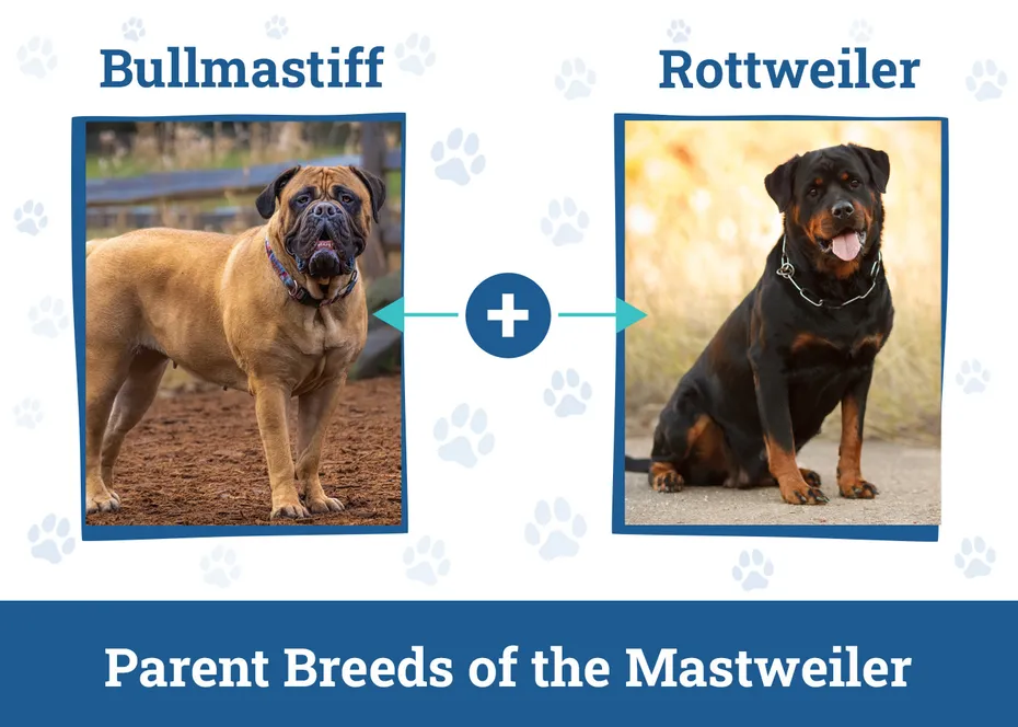 Parent Breeds of the Mastweiler