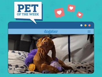 Dogster Photo Contest: Dogs of the Week Winners (September 11, 2025)
