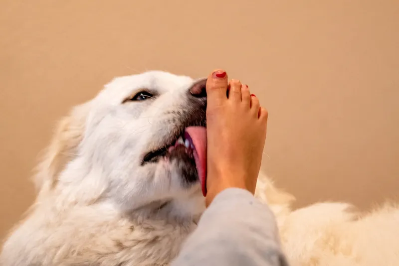 Great Pyrenees licking a young girl's foot