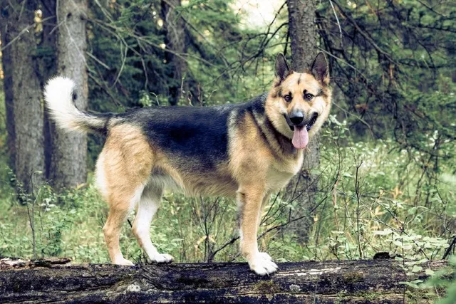 American Alsatian Dog Breed: Info, Pictures, Care & Traits