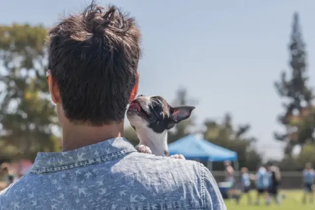Are Boston Terriers Affectionate? Vet-Reviewed Breed Temperament & Preferences