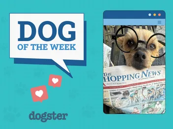 Dogster Photo Contest: Dogs of the Week Winners (December 5, 2024)