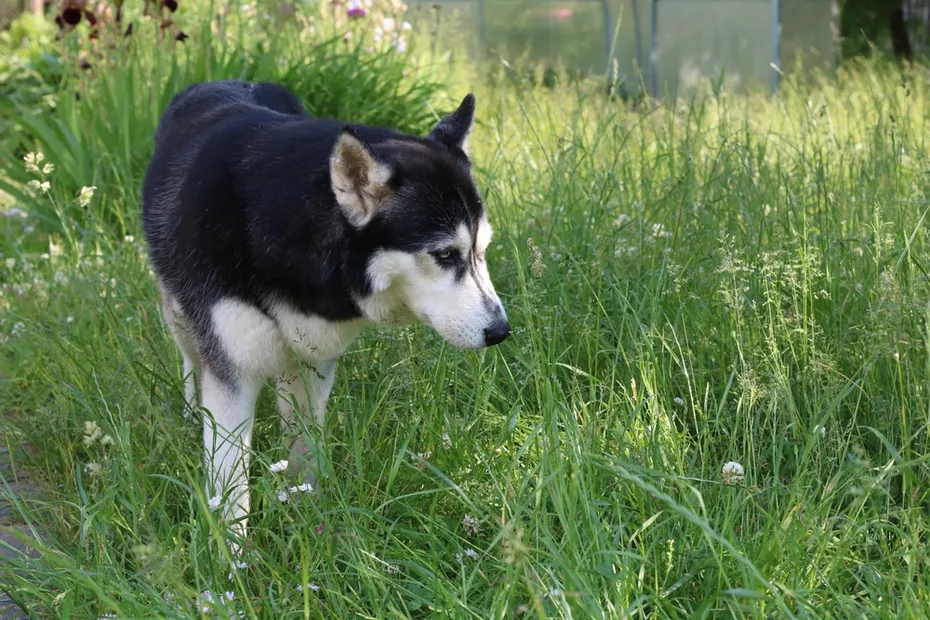 dog standing in tall grass