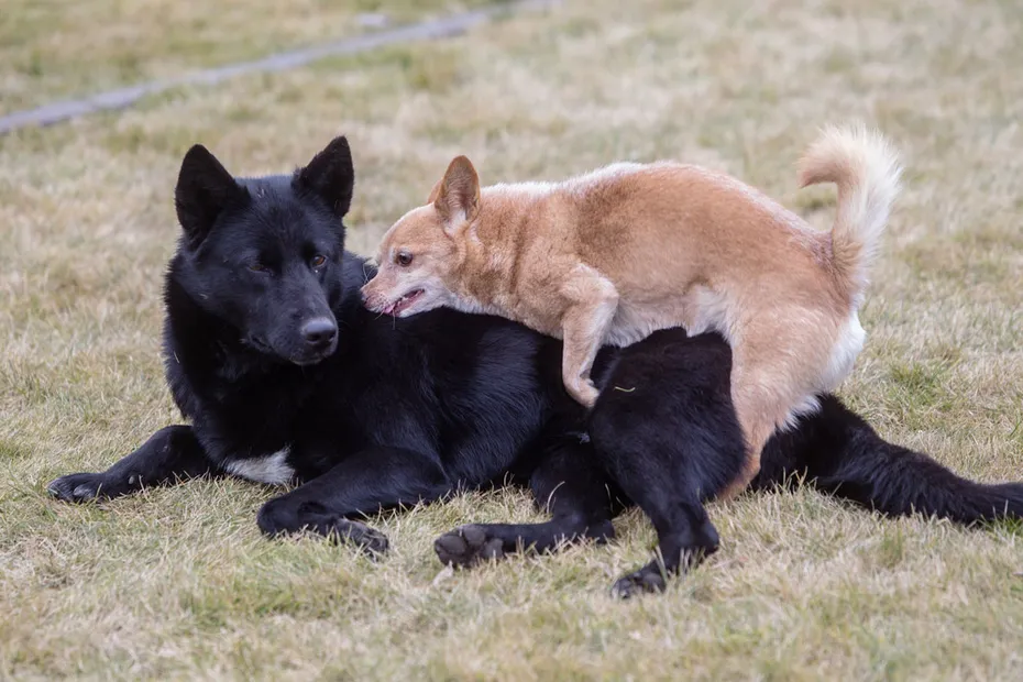 a dog humping to the other dog outdoor