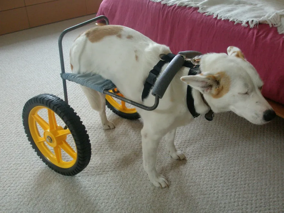 DIY Medium-Sized Breed Doggie Wheelchair