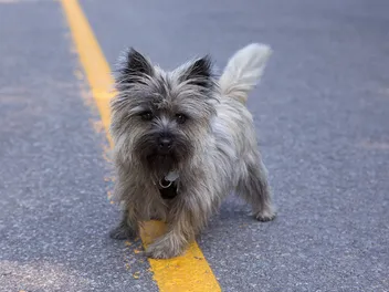 Wheaten Cairn Terrier Dog Breed: Info, Pictures, Care, & Facts