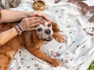 Crystals for Dogs: The Best Healing Crystals for Your Pup