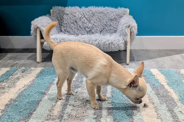 Hairballs and Spare Parts - Some of Neddy's Favorite Things