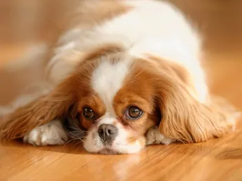 62 Dog Breeds That Start With C: Info, Pictures, Facts & History