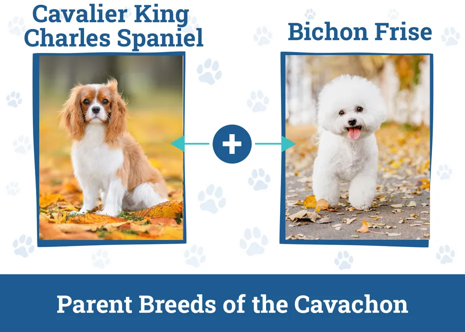 Parent Breeds of the Cavachon