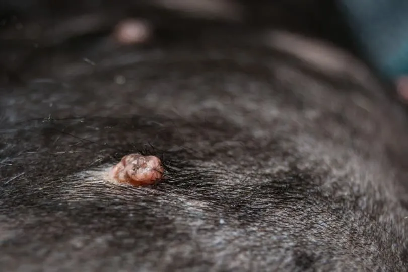 warts on dog skin