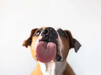 Why Do Dogs Lick the Couch? 9 Vet-Reviewed Reasons for This Behavior