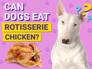 Can Dogs Eat Rotisserie Chicken? Vet-Approved Benefits, Risks, & FAQ