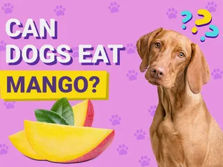 Can Dogs Eat Mango? Vet-Approved Safety & Feeding Tips