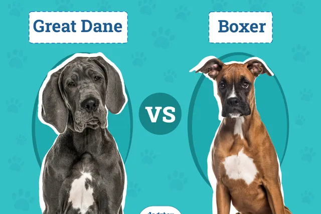 Great Dane vs Boxer: Differences Explained (With Pictures)