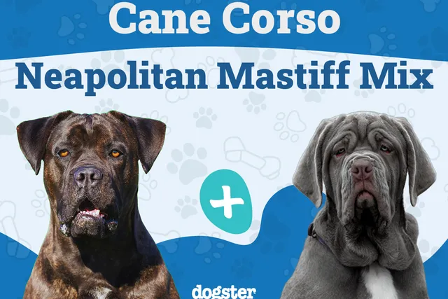 Cane Corso Neapolitan Mastiff Mixed Dog Breed: Info, Pictures, Care & More