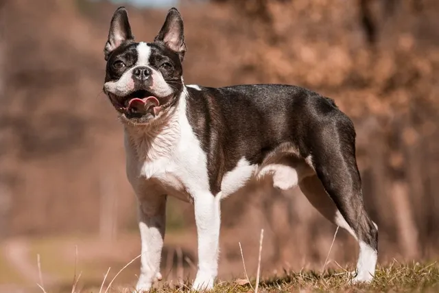 17 Dog Breeds Predisposed to Cancer: Vet-Verified Facts