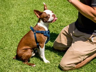How to Train Your Dog Without Treats: 4 Vet-Approved Tips