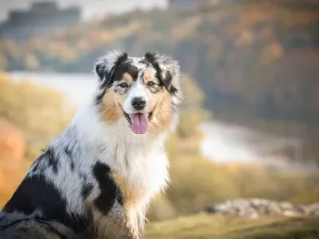 10 Incredible Vet-Reviewed Facts About the Australian Shepherd