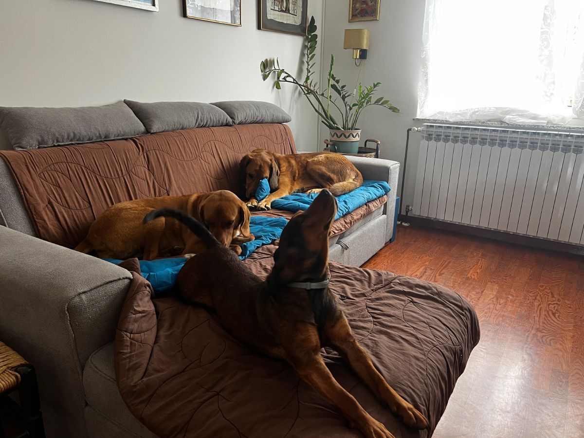 Lajka, Hela, and Lava lying on the couch