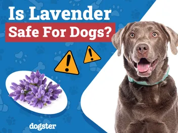 Is Lavender Safe for Dogs: Our Vet Explains Safety & Toxicity