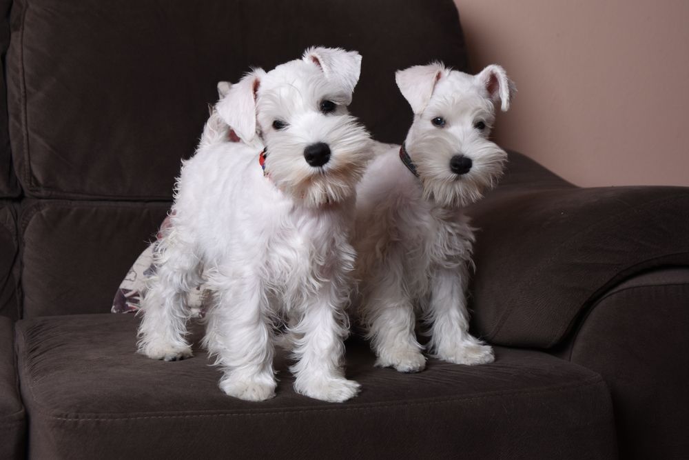 two white miniature