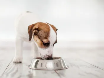 9 Best Puppy Foods for Small Breeds in 2026 - Reviews & Top Picks