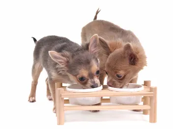 10 Best Wet Dog Foods for Chihuahuas in 2026 - Reviews & Top Picks