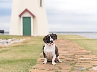18 Basset Hound Mixes (With Pictures)