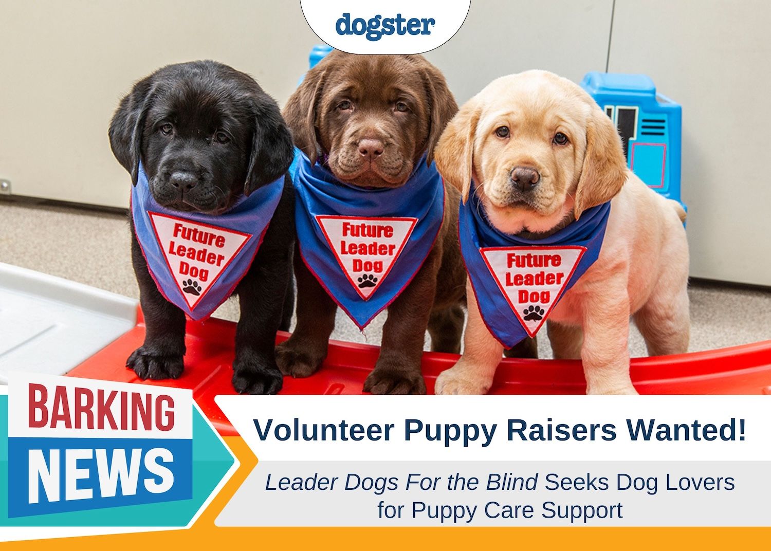 Barking News volunteer puppy raisers needed