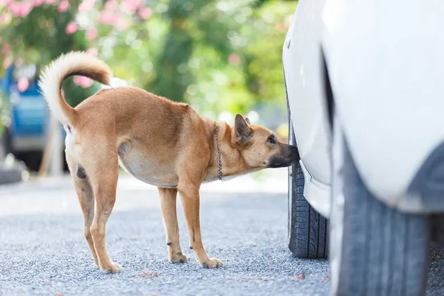 How Far Can Dogs Smell? Average & Max Distance