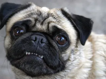 How to Care for a Pug's Teeth: 10 Vet-Approved Tips & Tricks