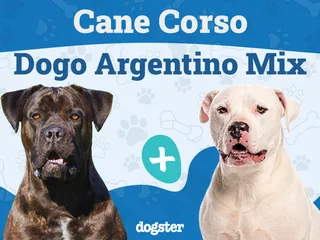 Cane Corso Dogo Argentino Mix: Info, Pictures, Traits & More