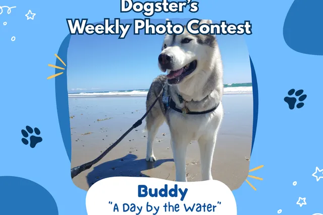 Dogster’s Weekly Photo Contest Winners: A Day by the Water (July 20, 2026)