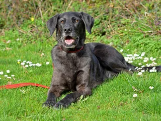 Labradane Dog Breed: Info, Pictures, Care & More