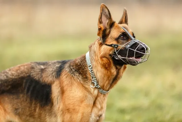 Why & When Should Dogs Wear a Muzzle? Vet-Verified Tips & FAQ