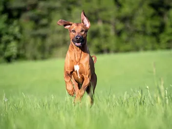 How Fast Can Rhodesian Ridgebacks Run? Vet-Verified Facts & Comparison Chart
