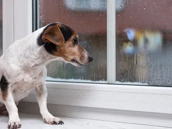 Do Dogs Pee More in Cold Weather? Vet-Verified Facts & Useful Tips